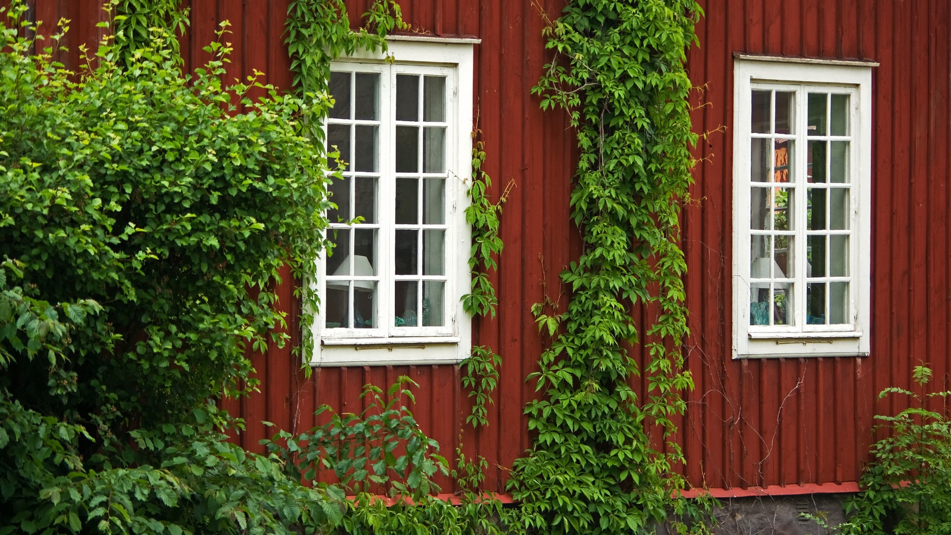 Ett rött trähus med vita fönster och en grön klätterväxt på fasaden.