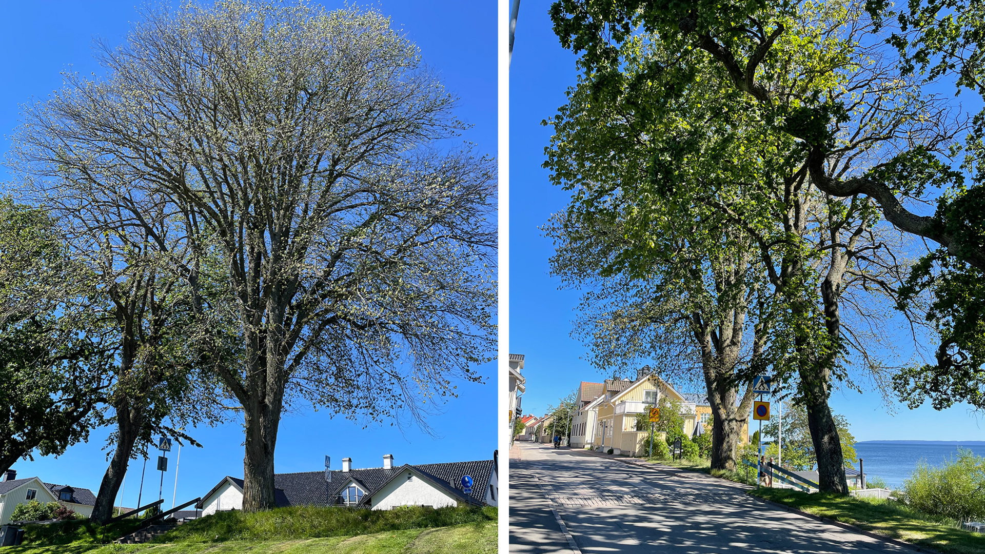 Två stora almar på strandpromenaden, kollage.