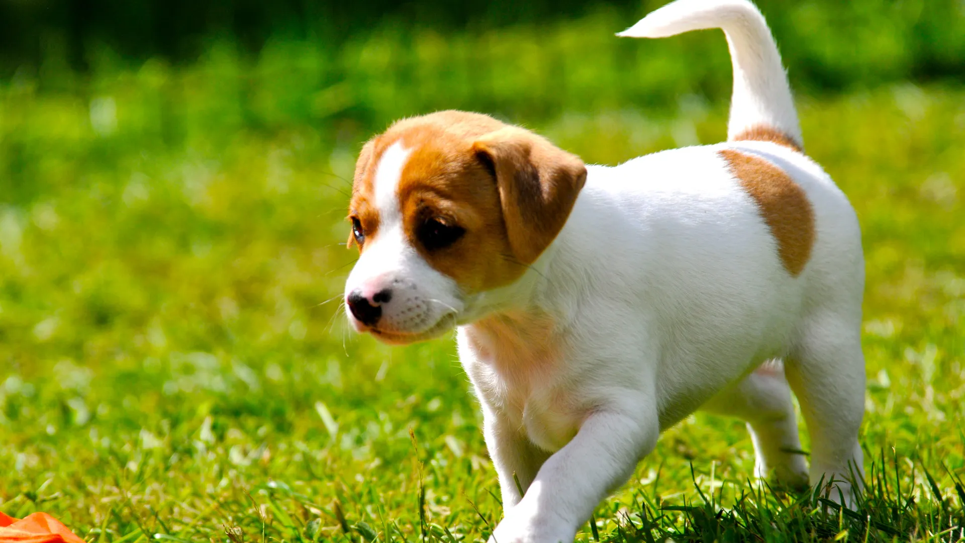 En liten hund går på en gräsmatta i solen.