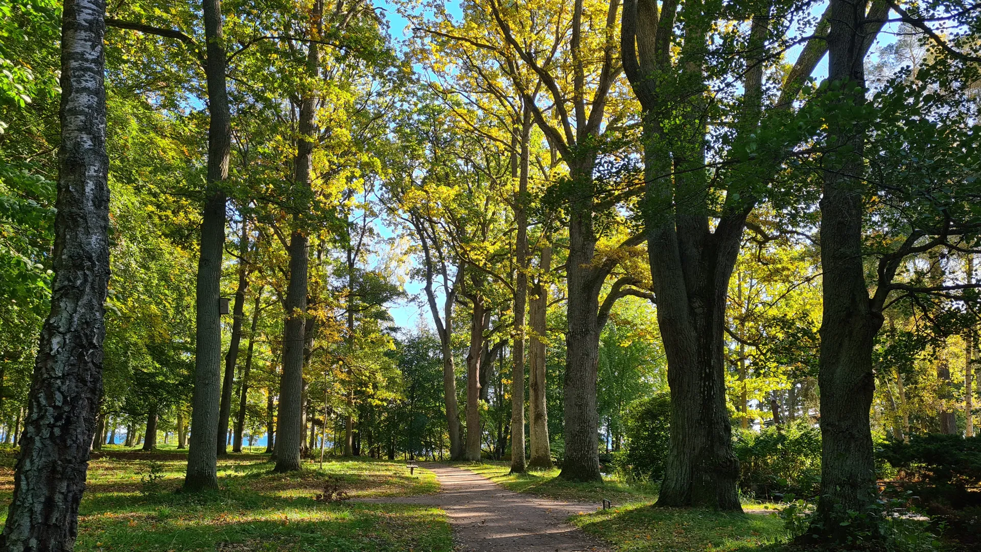 Träd med höstlöv vid en gångstig i Hjo stadspark.