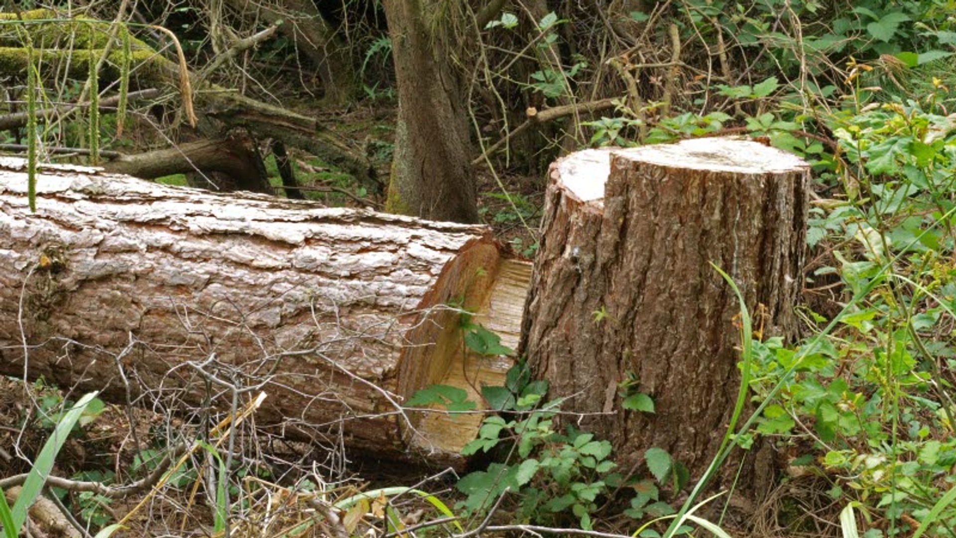 Ett nedsågat träd och en stubbe.