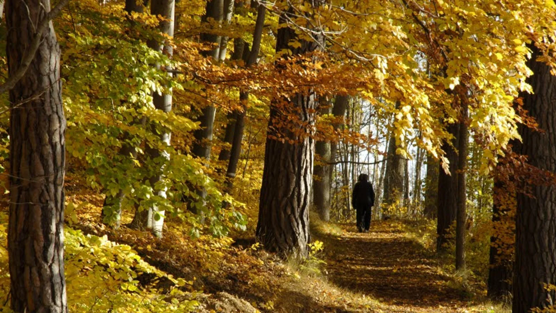 En person promenerar i en höstskog.