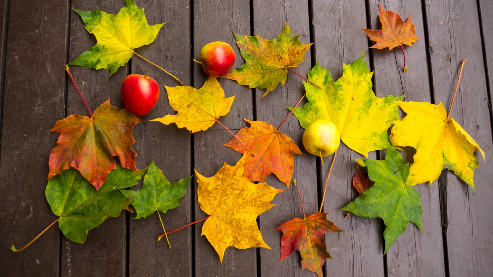 Autumn leaves over wooden background. Copy space