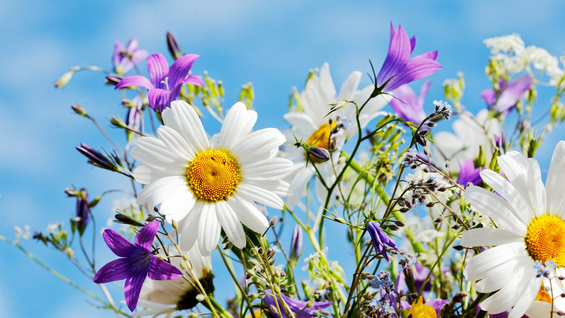 En midsommarbukett mot blå himmel.