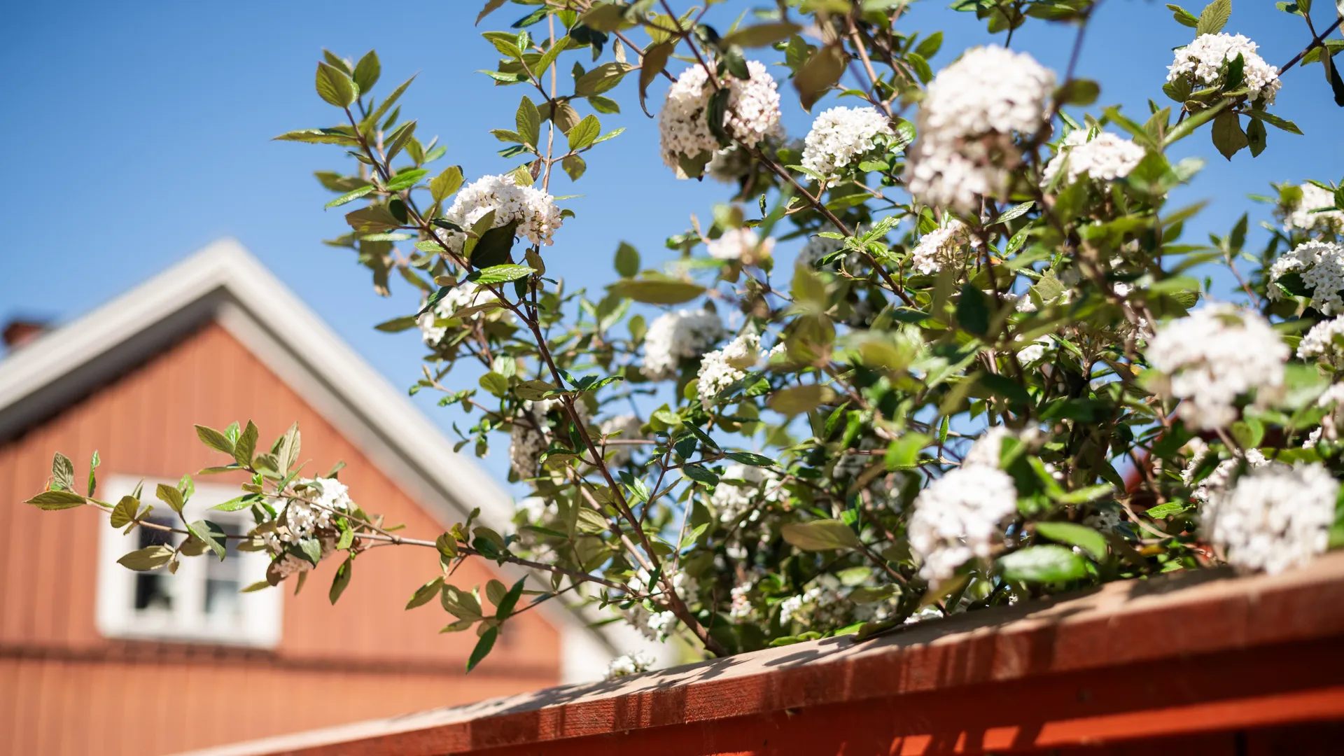 Fruktträd som blommar, med ett trähus i bakgrunden.