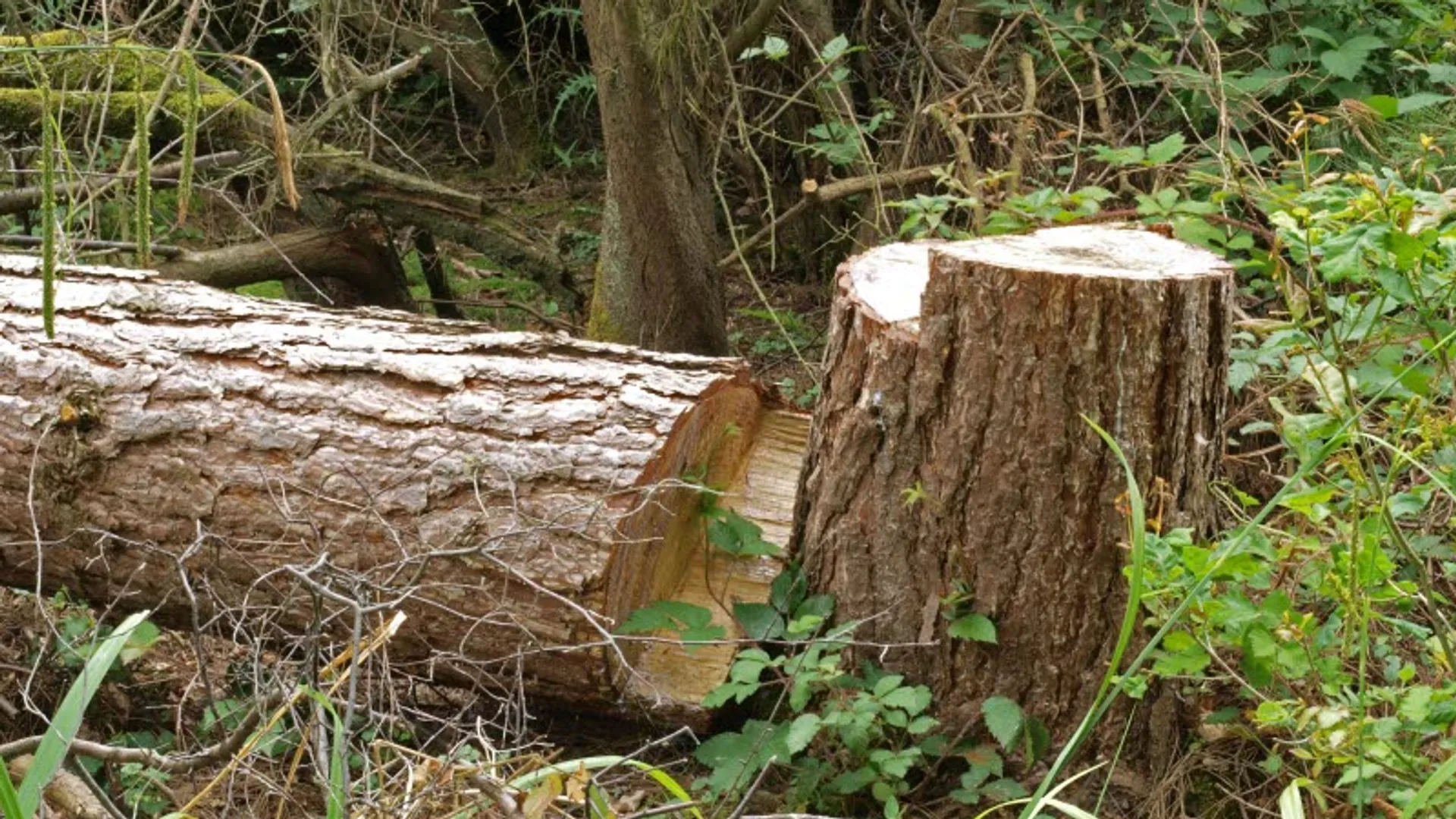 Ett nedsågat träd och en stubbe.