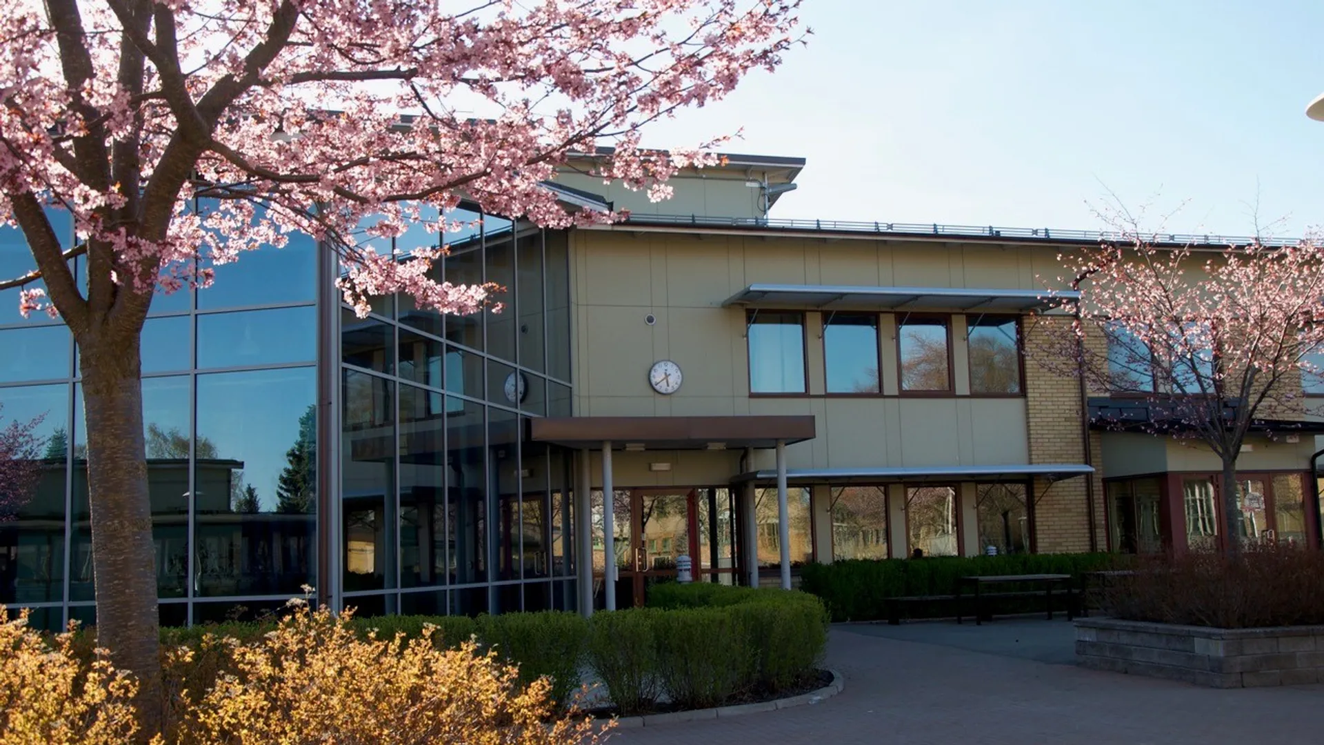 Guldkroksskolans skolgård med blommande träd.