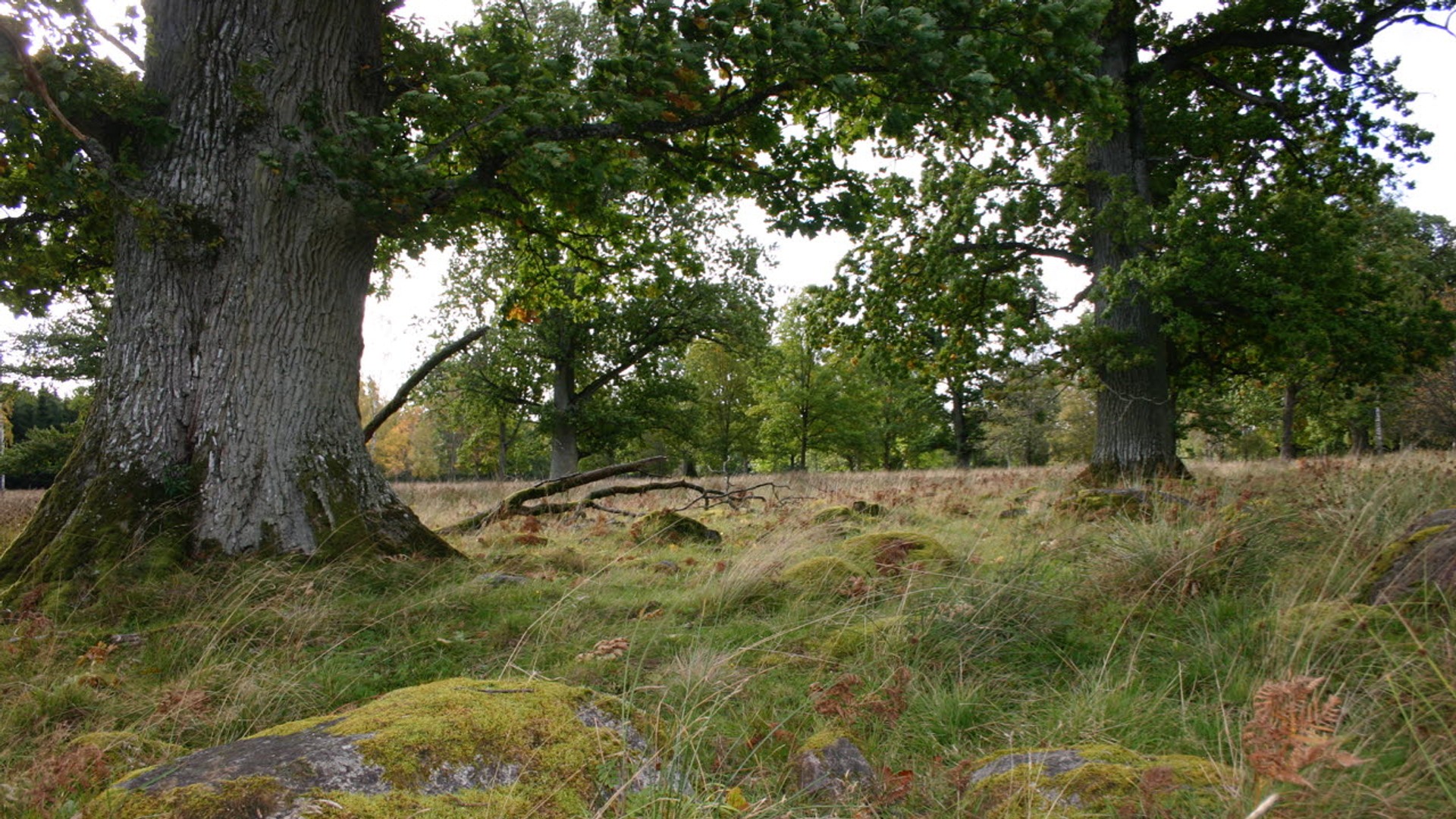 Två stora träd med gräs i förgrunden.