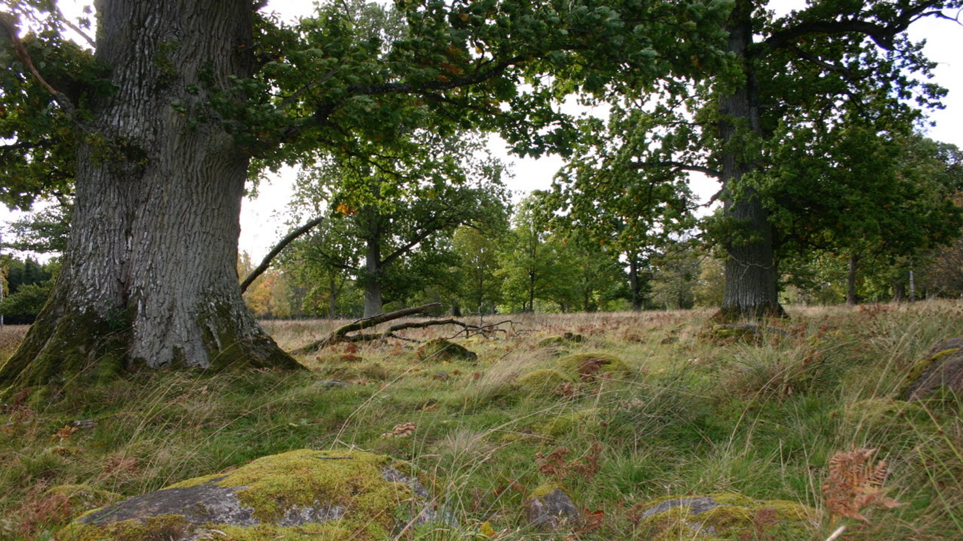 Två stora träd med gräs i förgrunden.